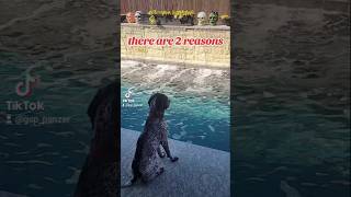 there are 2 reasons German Shorthaired Pointer GSP ✌️😳🐶new shorts ytshorts viral viralshorts [upl. by Rema]