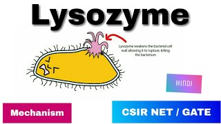 Lysozyme enzyme in Hindi  History Mode of action amp Mechanism [upl. by Iridis827]