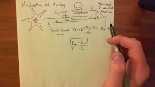 The Voltage Clamp Part 2 [upl. by Slavic]