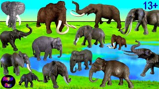 Wild Animals  African Elephant Indian Elephant Mammoth Mastodon Prehistoric Mammals 13 [upl. by Assilam]