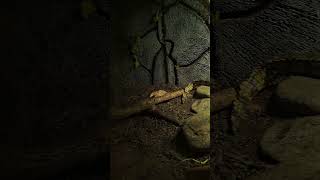 Morelets Crocodile Baby Enclosure share shorts trending reptiles subscribe new best wow [upl. by Randolf726]