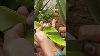 Aloe vera face pack Gel making Maadi Thottam trending home viral shortsfeed yt [upl. by Artapoelc]