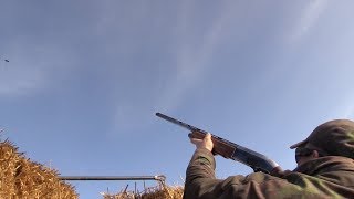 The Shooting Show  highflying pigeons with Geoff Garrod [upl. by Peggir]