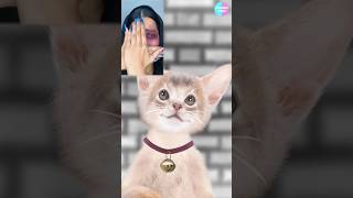 Cat TikTok Follow3  POV fyp xyzbca shorts cat catanimation 애니메이션 추천 [upl. by Antonino]