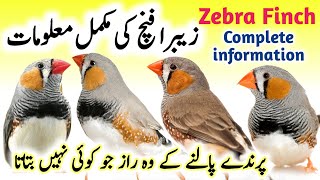 Zebra Finch breeding tips  Zebra Finch bird food list and Nest box cage setup  Zebra Finch care [upl. by Anuqahs814]