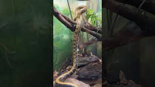 2 minutos do Instituto Butantã beauty snake🐍￼ [upl. by Ssepmet675]