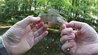 Ultralight BFS Fishing UK Canals  Perch amp Pike [upl. by Ferdinande]