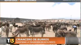 Registro de Rodeo de Burros en Freirina [upl. by Nyleimaj]