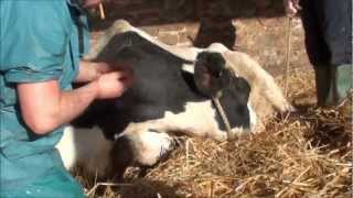 cow having a difficult calving and milk fever [upl. by Eenaj]