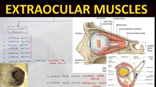 Extraocular Muscles Anatomy 12  Head amp Neck Anatomy [upl. by Bum83]