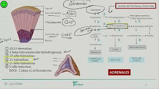 Endocrinología  Hiperparatiroidismo primario fisiologia adrenal insuf suprarrenal [upl. by Aprile780]