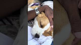 ഒരു hospital അപാരതpart 1🦮beagle cuteanimal doglover malayalammallufunnyveterinary cute [upl. by Violetta199]