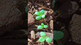 Nicotiana Rustica seedlings farming tobacco shorts youtubeshorts foryou [upl. by Hillyer]