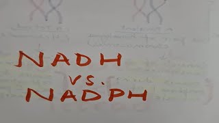 The powerhouses of metabolism NADH amp NADPH nadh coenzyme [upl. by Lertram569]