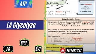 la GLYCOLYSE ATPBIOF [upl. by Kellie324]