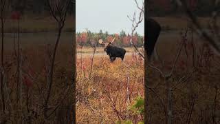 The Perfect Shot of a Maine Moose and Fall Leaves wildlifephotography [upl. by Strohbehn66]