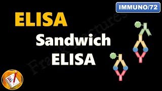 Sandwich ELISA FLImmuno72 [upl. by Darice950]