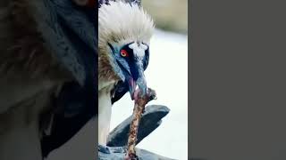 vulture  Bone eater bird birds nature viralshort wildlife unfreezemychannel birdslife [upl. by Tihw]