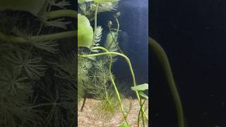 Maintaining my planted tank  how to clean wild fishes planted tank  shorts sorts petsvlog [upl. by Errol]