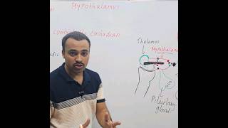 Circadian rhythm  Hypothalamus [upl. by Notsur584]