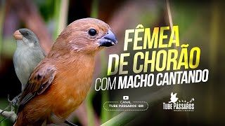 Fêmea de Chorão Fogo Crônico  Macho Cantando  vai deixar o seu doido TubePássaros [upl. by Zetroc190]