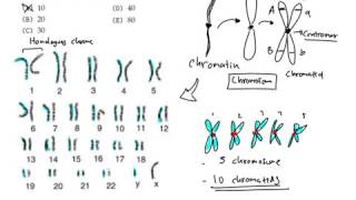 Differences on chromatid and chromosome [upl. by Etnasa440]