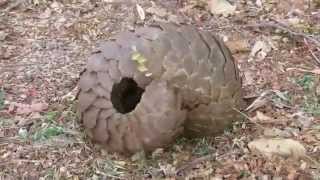 Tikki Hywood Trust Champ rolling pangolin [upl. by Simaj]