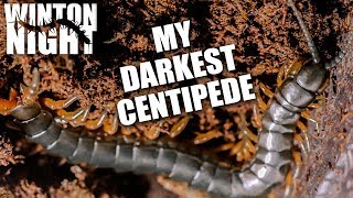 New Centipede Unboxing [upl. by Akehsay892]