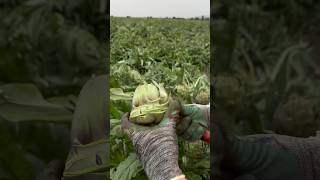 We watch this skilful artisan cut perfect artichoke hearts at an amazing speed ❤️💨 [upl. by Tamer]