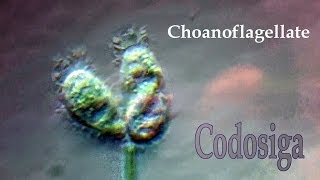 Choanoflagellate Codosiga mix [upl. by Marietta759]