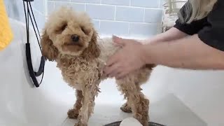 Grooming a Toy Poodle [upl. by Asirralc]