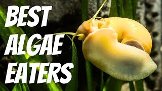 10 Best Algae Eaters for Freshwater Aquariums 🐠 [upl. by Melas200]