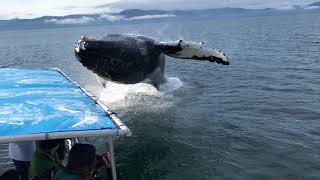 Humpback Whale Breaches Next to Boat [upl. by Bucky]