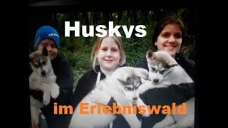 Huskys in Trappenkamp [upl. by Ahsinwad]