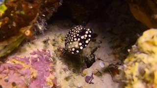 Juvenile Trunkfish Baby Explores  Bonaire Dive 2019 [upl. by Ossie]