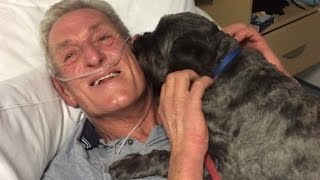 Miracle Dog Honored for Bringing Owner Out of Coma Early [upl. by Restivo261]