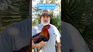 MAKE CHICKENS GREAT AGAIN FreeRange Survival Chickens are the Future of Poultry chicken [upl. by Mayworm308]