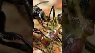 Kamikaze Ants  Exploding Ants Shorts Youtubeshorts motivation Shortviral [upl. by Francoise863]