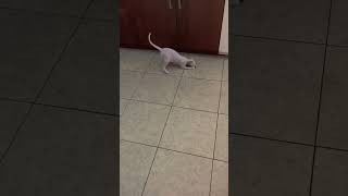 Dobbs vs Twist Tie Pt 3 crazycat kitten kittens catvideos cats cutecat kittenplaying cat [upl. by Ecnahoy610]