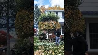 This Guy Was HEATED tree trimming grassmastermatt shorts [upl. by Notsyrb]