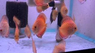 Checkerboard Pigeon Blood Discus Fish Eating Daphnia [upl. by Atalie271]