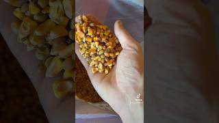 Roasted Soybeans amp Corn deer [upl. by Nareht897]