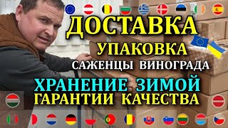 НАШИ ПРИВИТЫЕ САЖЕНЦЫ ВИНОГРАДА ДОСТАВКА УПАКОВКА КАЧЕСТВО quotВиноград Одесса quot Питомник [upl. by Akinahs]