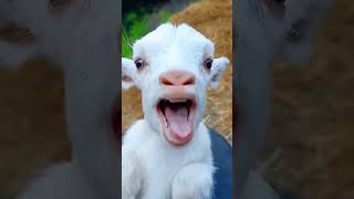 Parrot Smart Vs Goat 😁🦜💚parrot ytshots parrottalking youtubeshorts [upl. by Nonac]