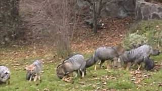 Wild grey foxes in Argentina South America feeding [upl. by Sitarski]