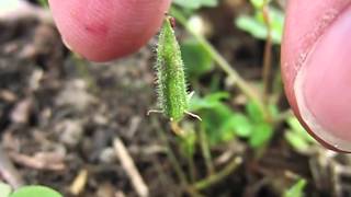 Yellow Woodsorrel Oxalis Stricta Seeds Exploding in Slow Motion [upl. by Allecnirp654]