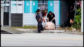 400pound pet pig Pork Chop taken from owner over health concerns Florida officials say [upl. by Yenhoj]