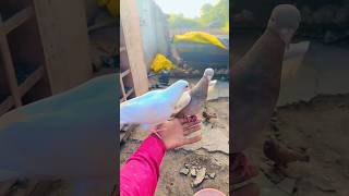 Pigeon Viral pigeon birds love funny shirazikabutar status fancypigeon viralvideo ytshorts [upl. by Ellohcin]