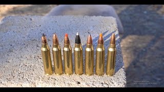 Whats The Best 223 Varmint Bullet [upl. by Wane]