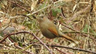 Streaked Laughingthrush singing [upl. by Eerak851]